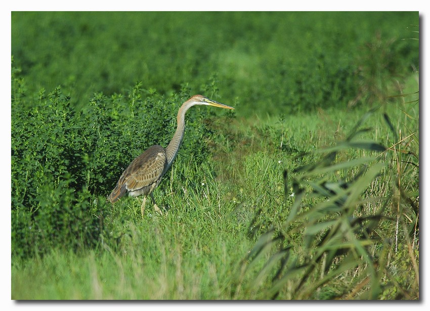 Airone rosso - Ardea purpurea